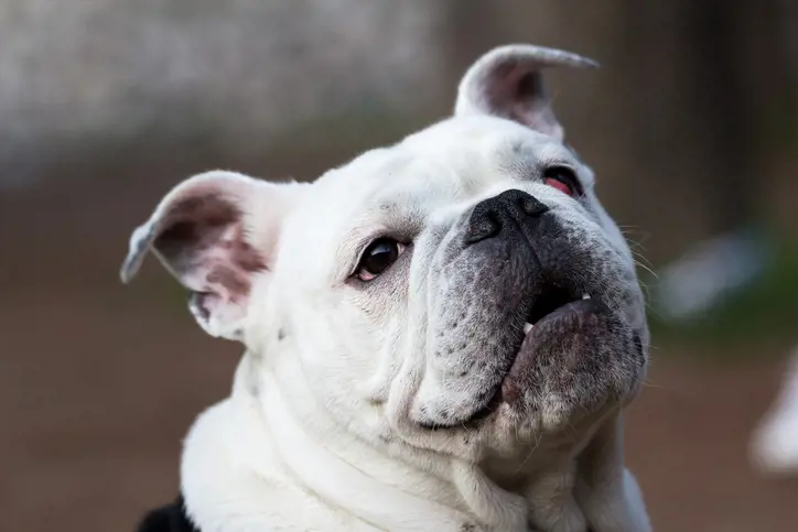 Dog with cherry eye