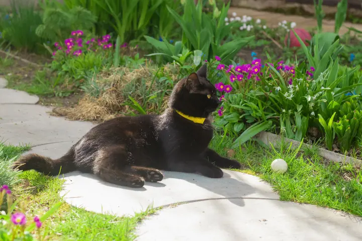 black cat laying next to flowers