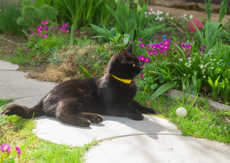 Black cat sitting in a garden next to purple flowers 
