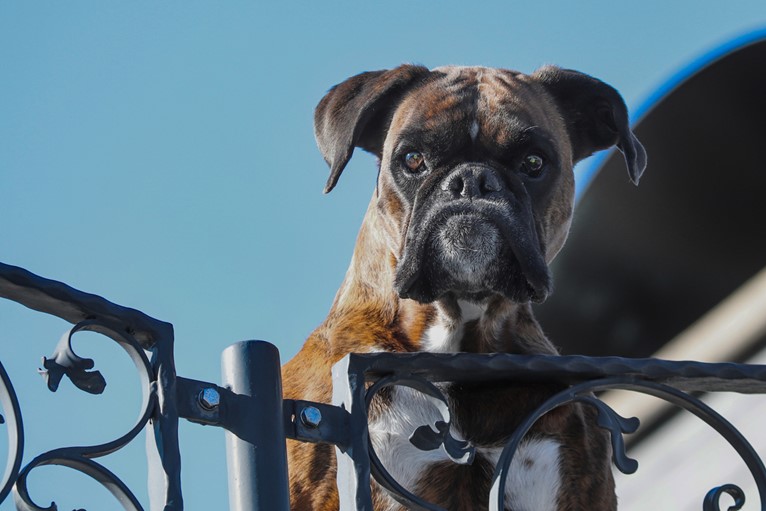 Boxer dog