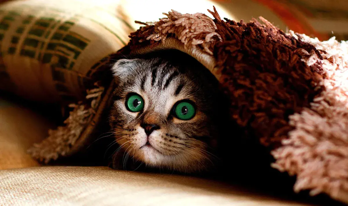 a cat hiding under a blanket