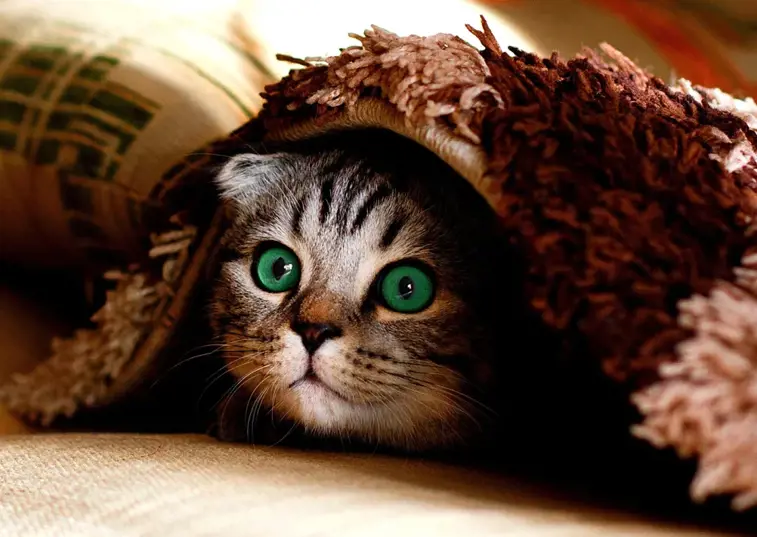 a cat hiding under a blanket