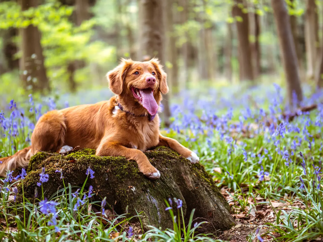 brown dog sitting on a boulder