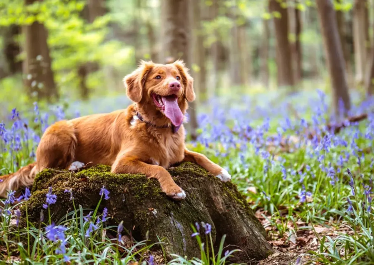 a dog resting on a rock in a forest