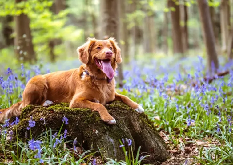 a dog resting on a rock in a forest