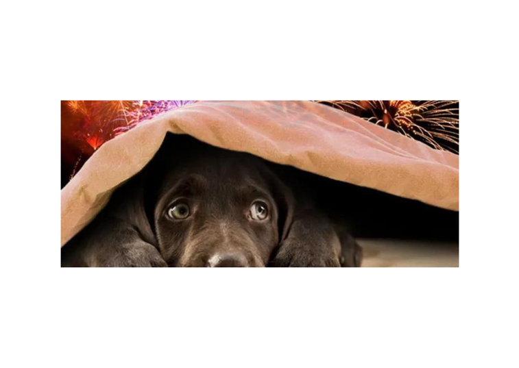Dog Hiding Under Blanket