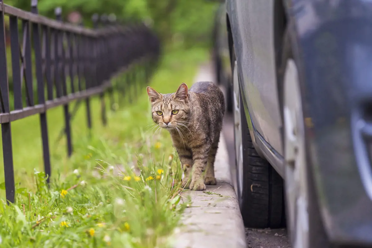 A cat walking along a curb next to parked cars and a field