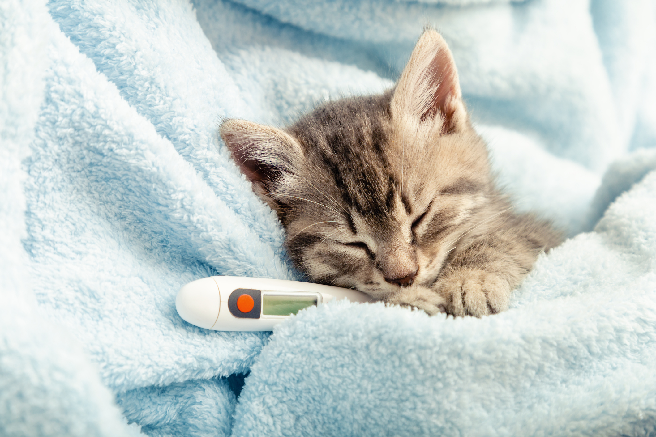 Charity warns of cat flu risk