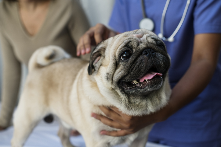 Pug at the vet