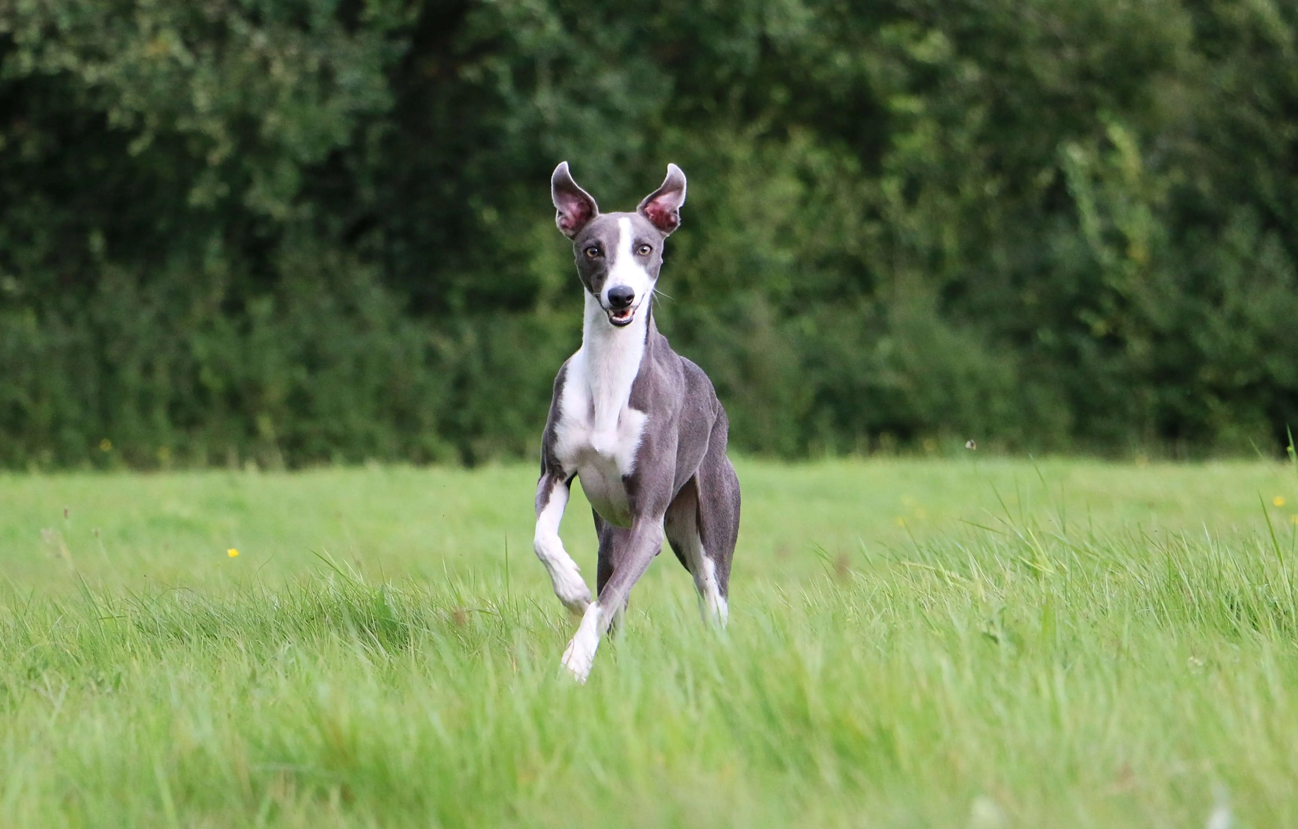 Whippet dog running through grass in an open field
