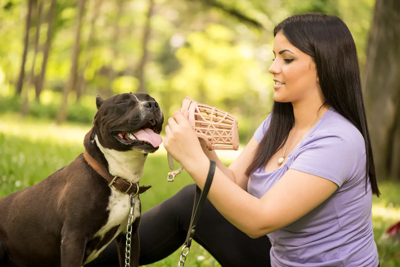 A woman sitting down outside putting a muzzle on a dog
