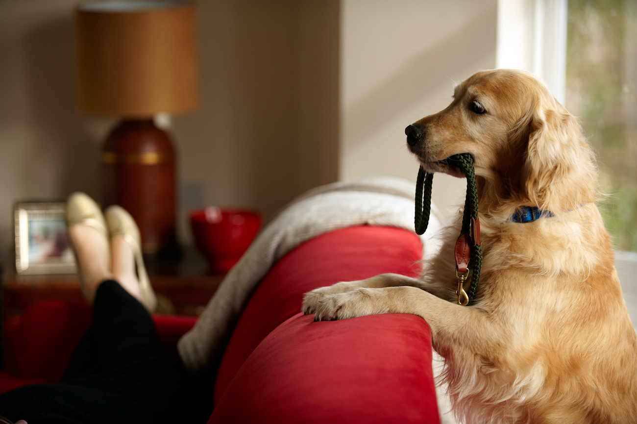 A dog with its front legs on the back of a sofa with a lead in its mouth