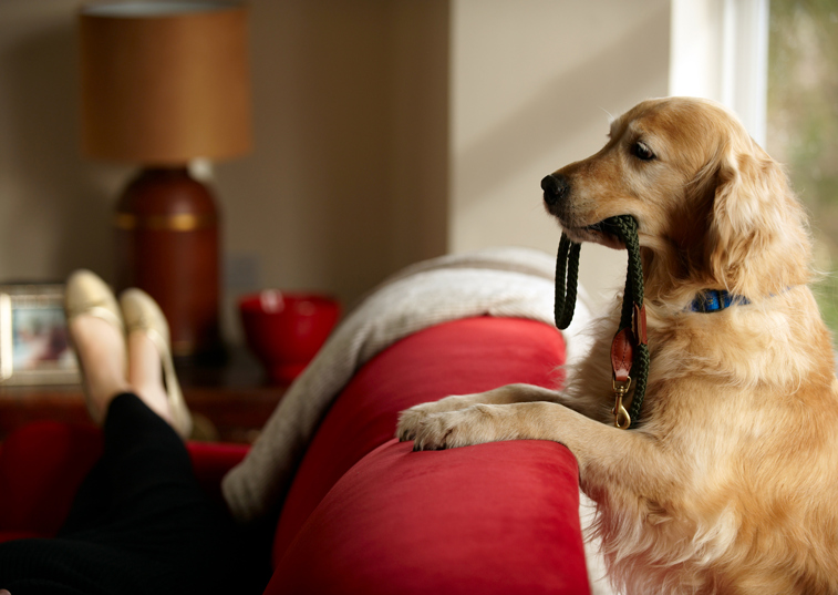 Surgeons warn of injury risk from holding dog lead incorrectly