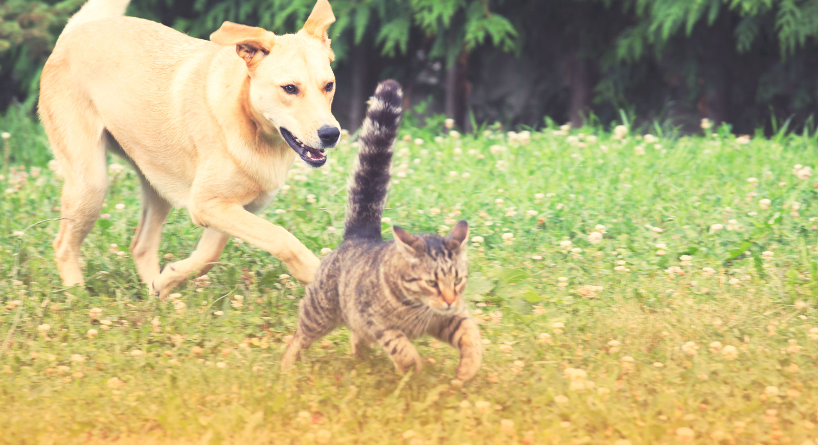 A dog and a cat running in a garden together