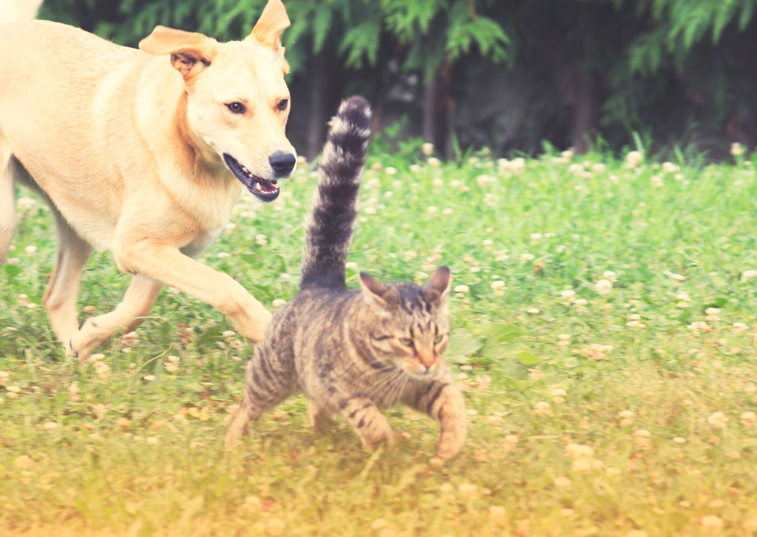 A dog and cat running in a garden together