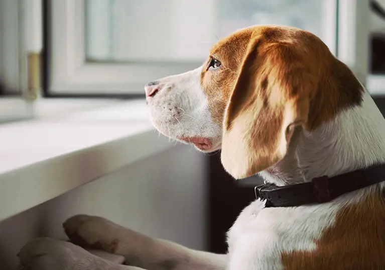 Dog at window