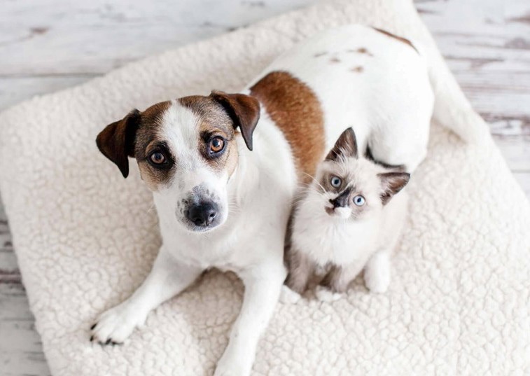 Cats and dogs should be introduced gradually, researchers say