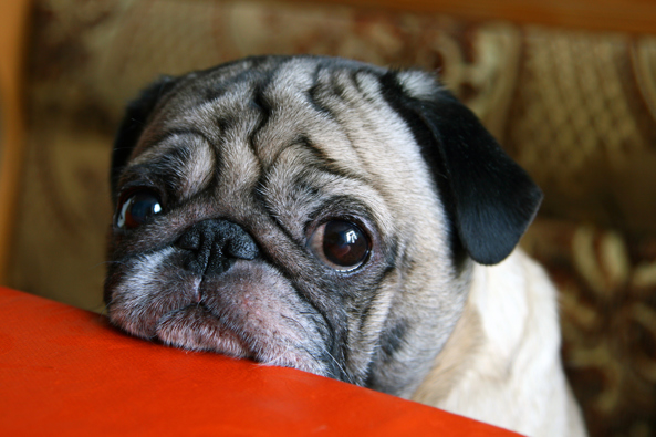 sad looking pug with its chin lent on a table during a timeout