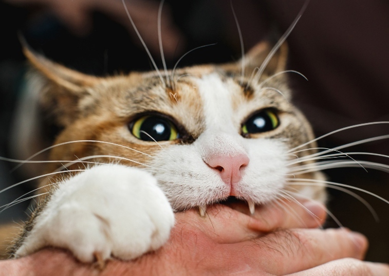 cat biting a persons hand