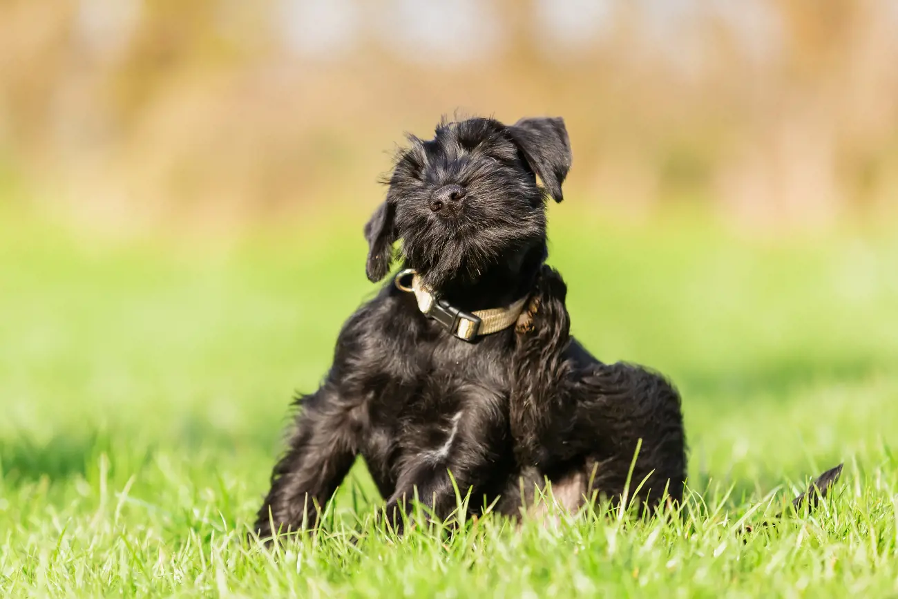 a black dog on a field