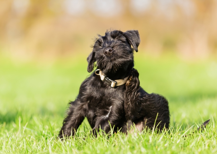 a black dog on a field