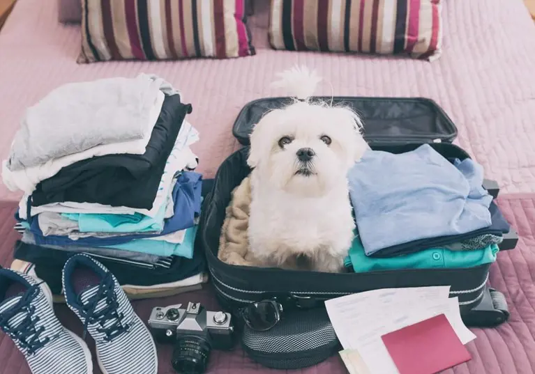 small white dog sat in a suitcase with clothes around them 
