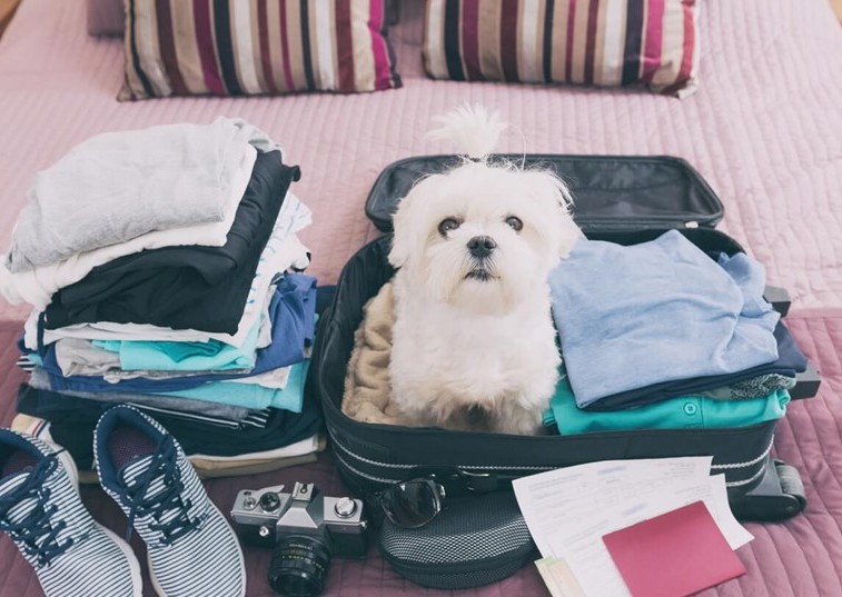 small white dog sat in a suitcase with clothes around them 
