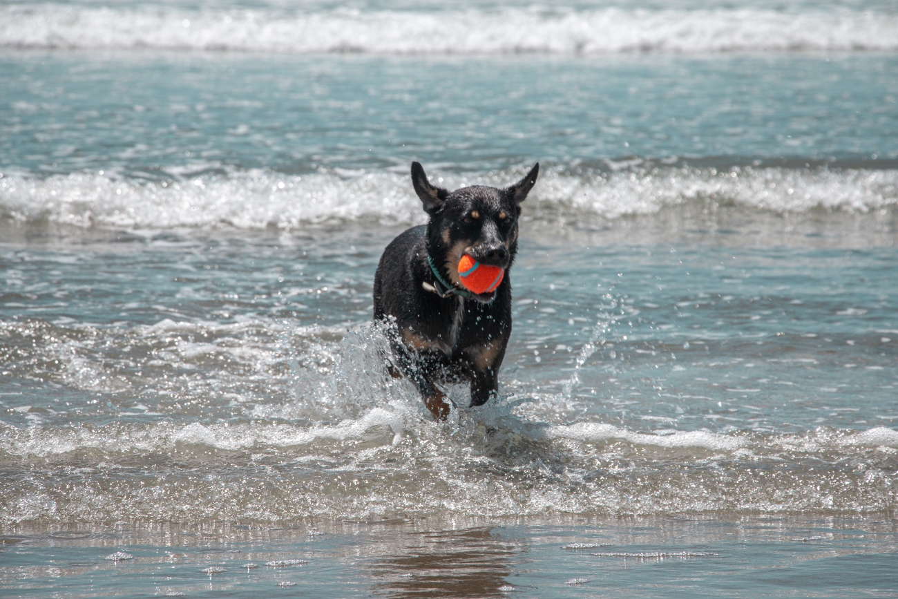 Dog with ball in sea