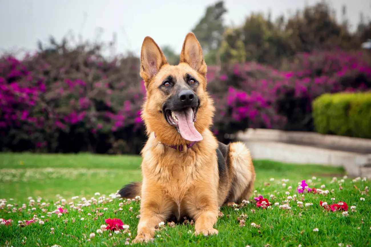 Despite their imposing appearance, these dogs have a unique physical trait: they possess a third eyelid called the "nictitating membrane," which helps protect their eyes and maintain optimal eye health.