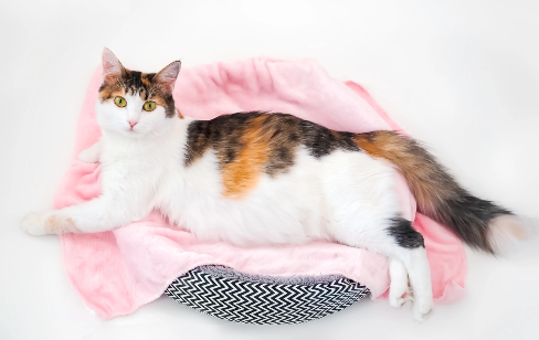 pregnant cat laying on a pink blanket