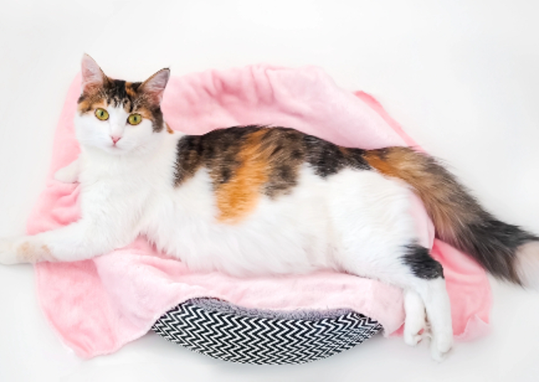 pregnant cat laying on a pink blanket