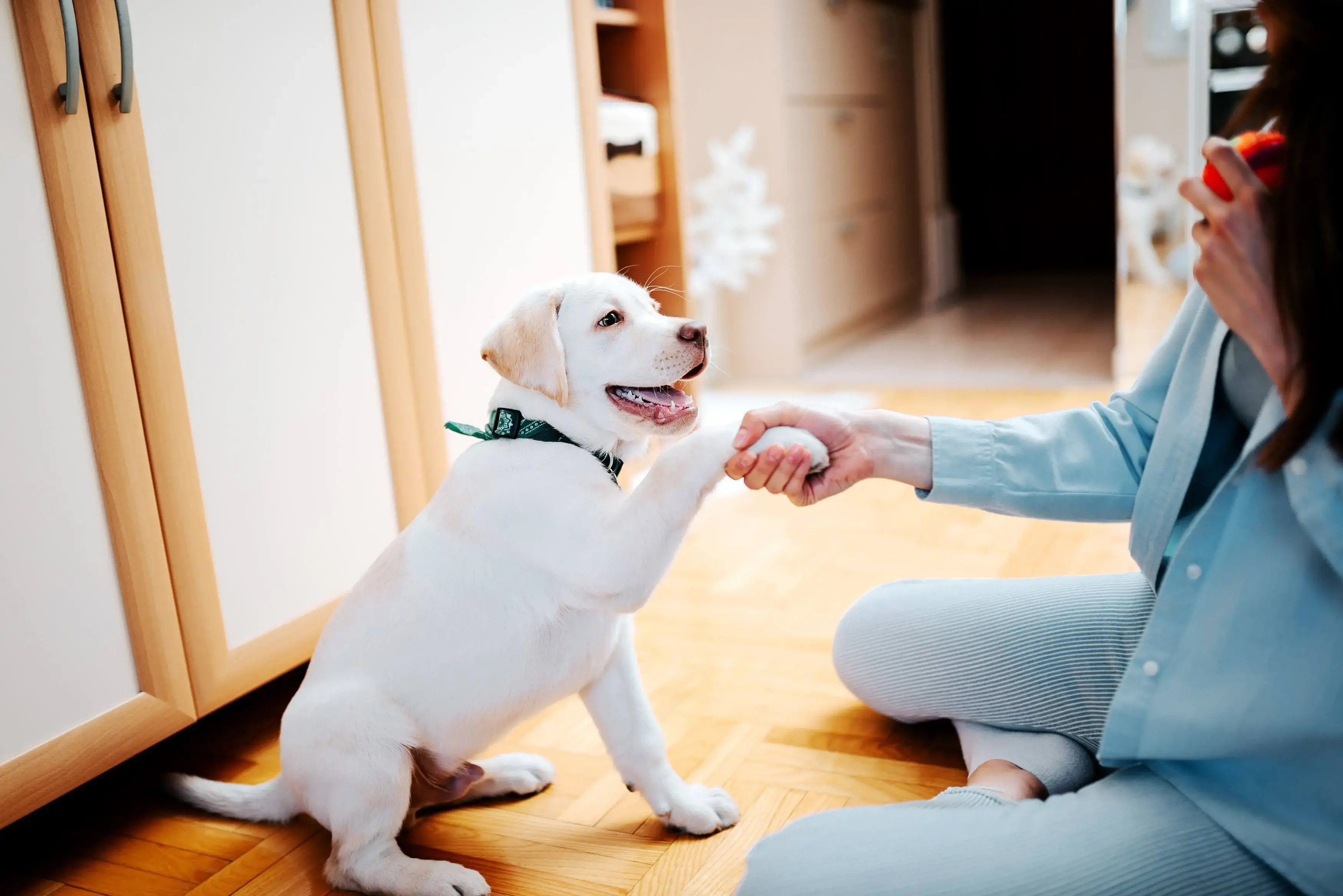 Puppy sitting on a wooden floor shaking owner's hand