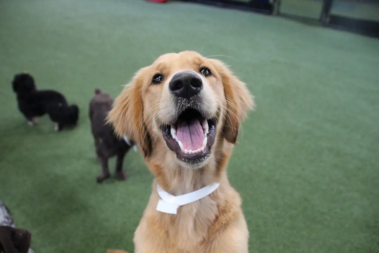 dog smiling at camera