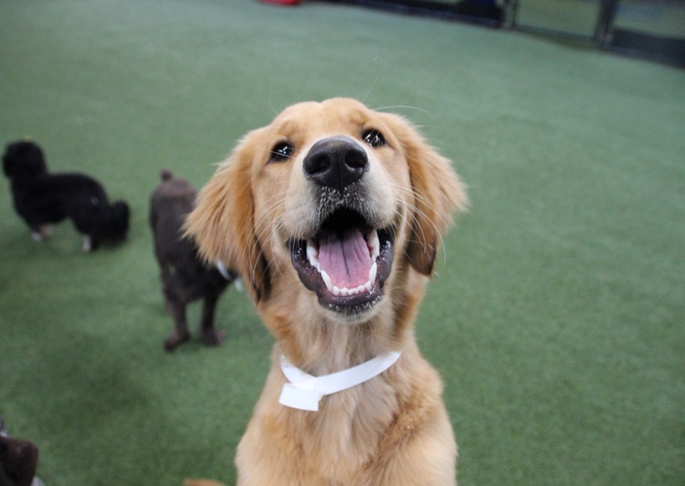 Smiling dog at doggy day care