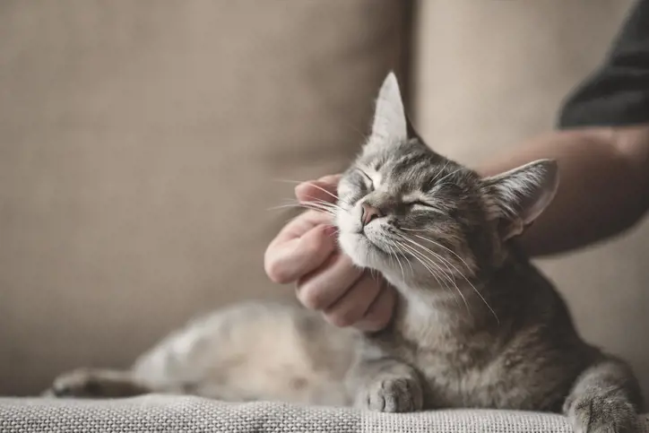 Happy Cat