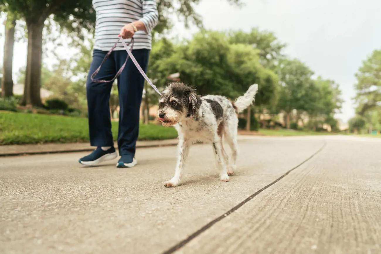 a dog on a walk