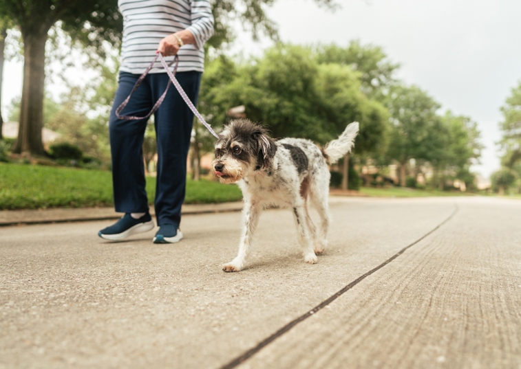 a dog on a walk