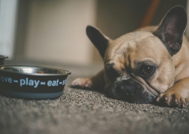 pug laying on the carpet
