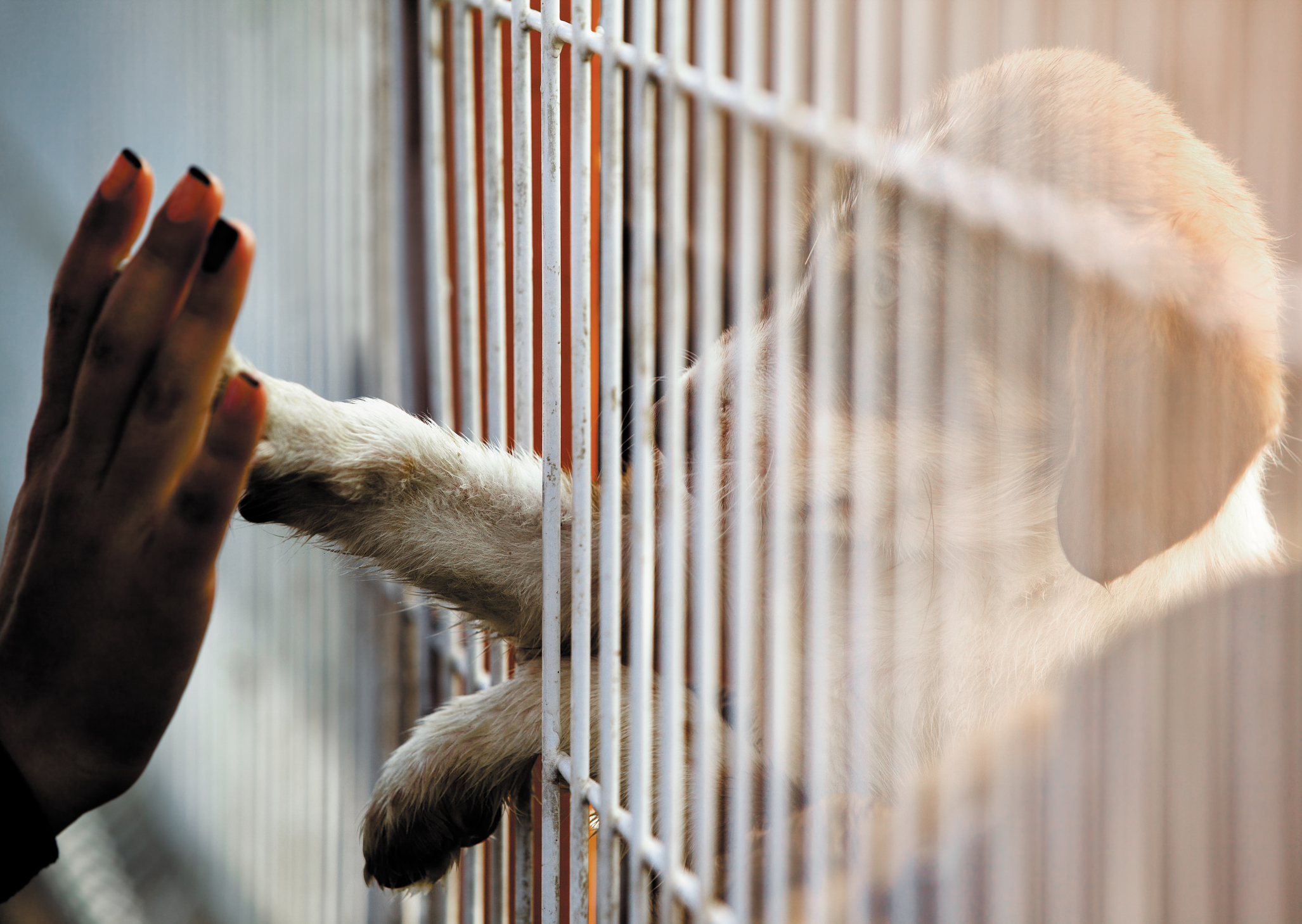 A dog reaching its paw out of a cage to touch a persons hand