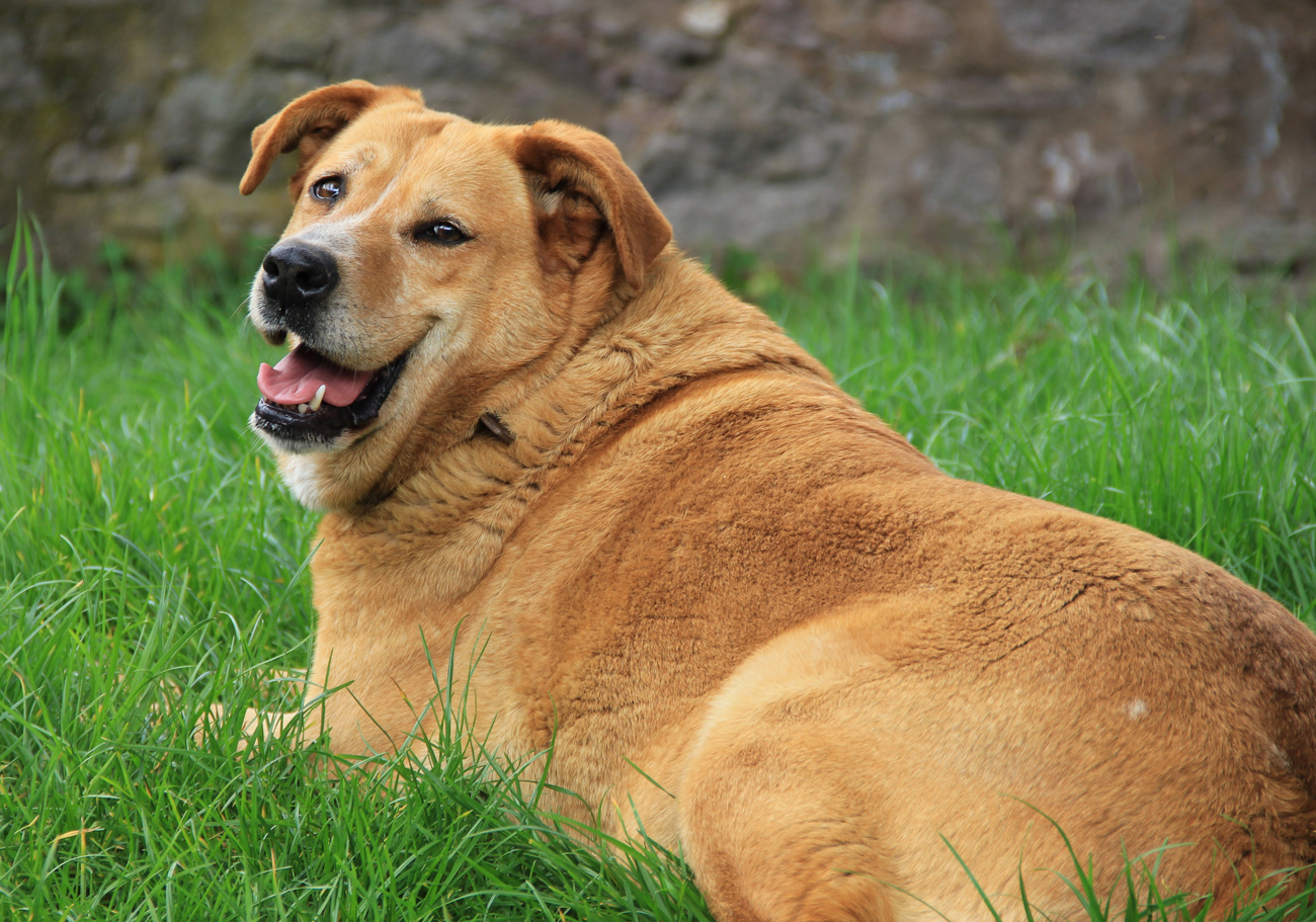An overweight dog laying on a garden lawn