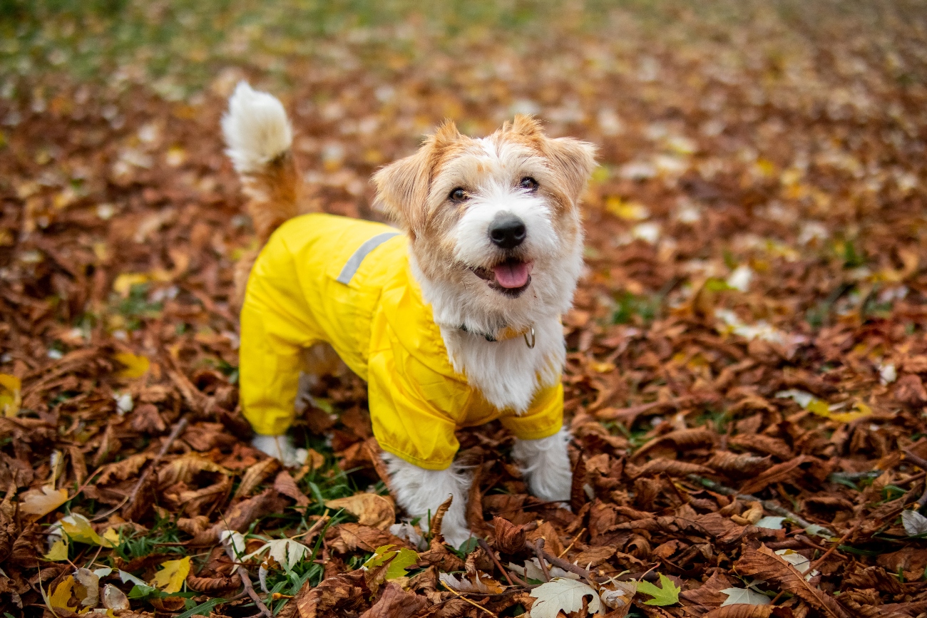 Happy dog wearing a small yellow coat