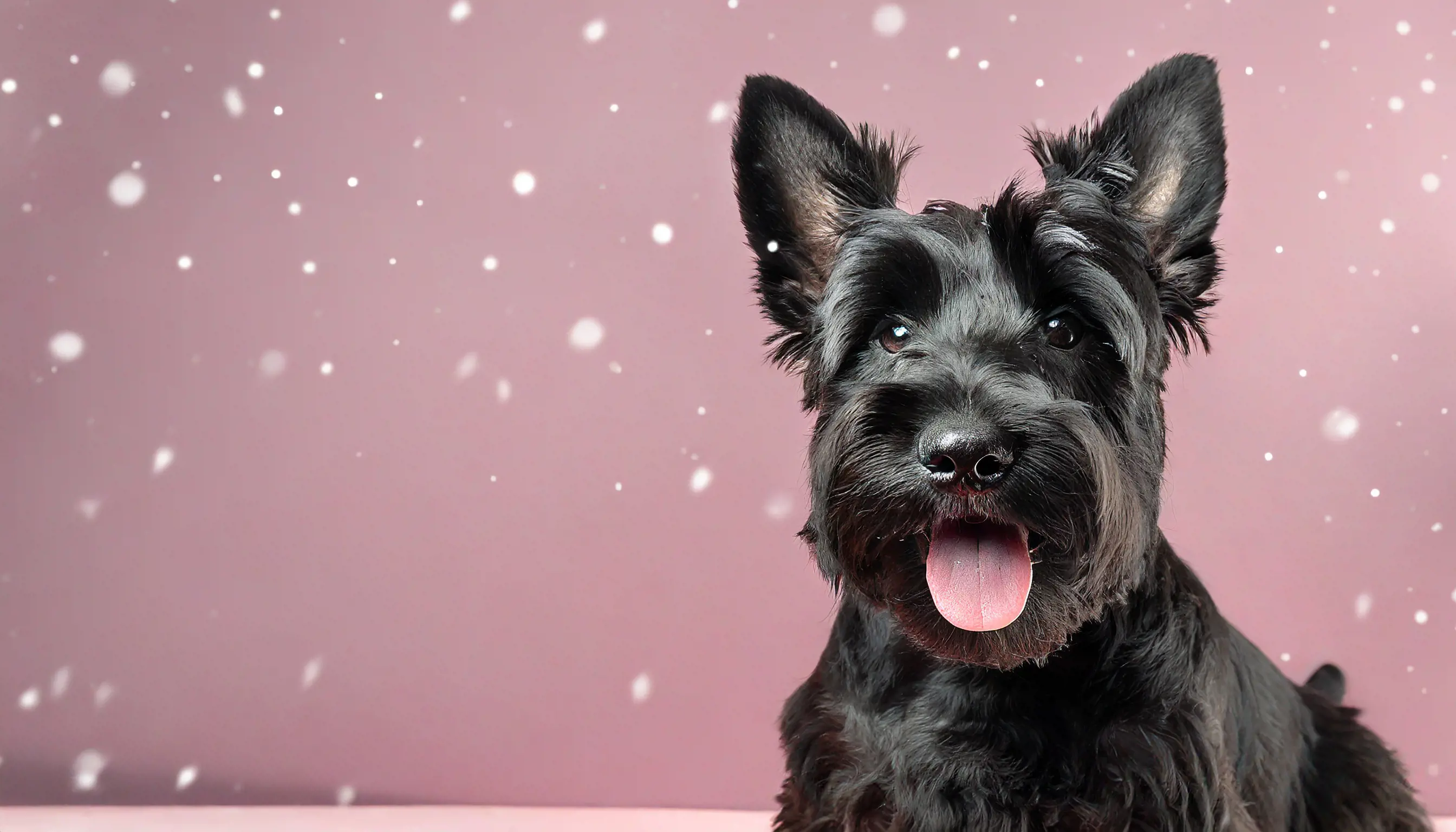 Breed of the month - The Scottie!