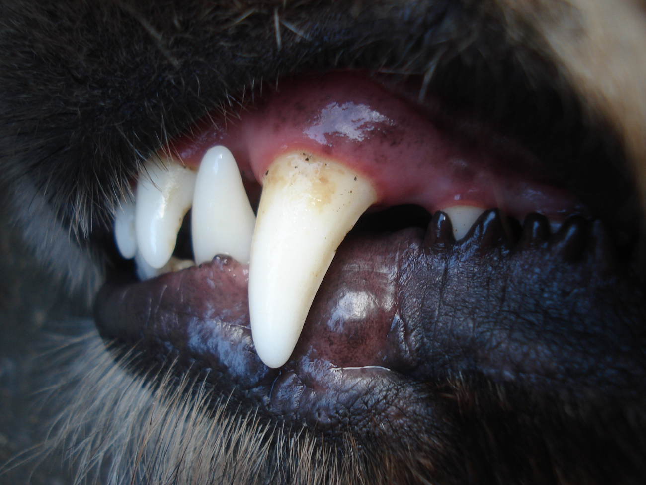 A dog's canine tooth visible with its mouth closed