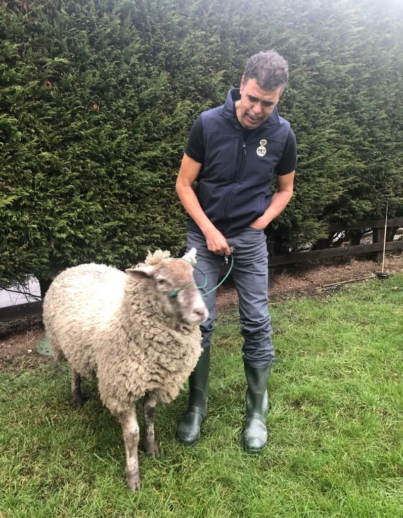 Kammy with his sheep