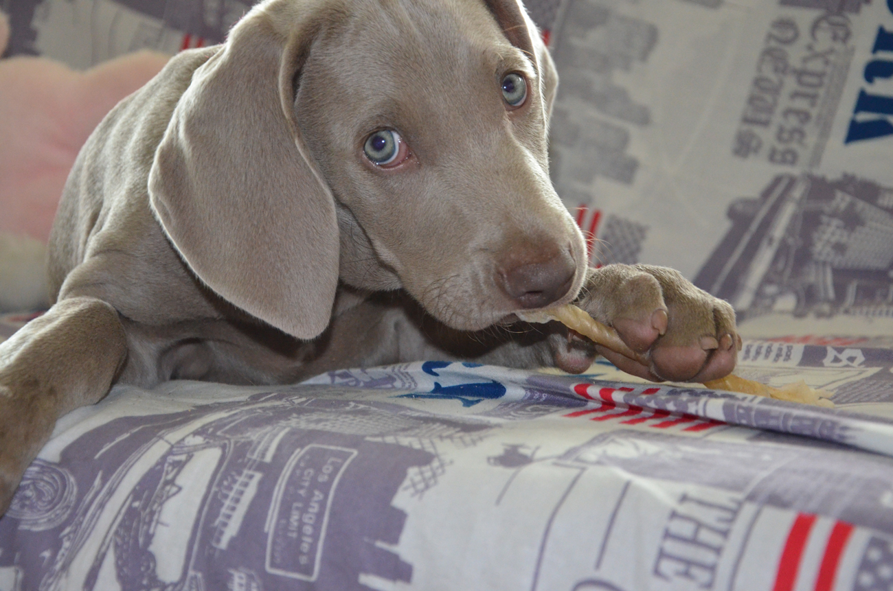 A Weimaraner puppy laying on a bed chewing a treat