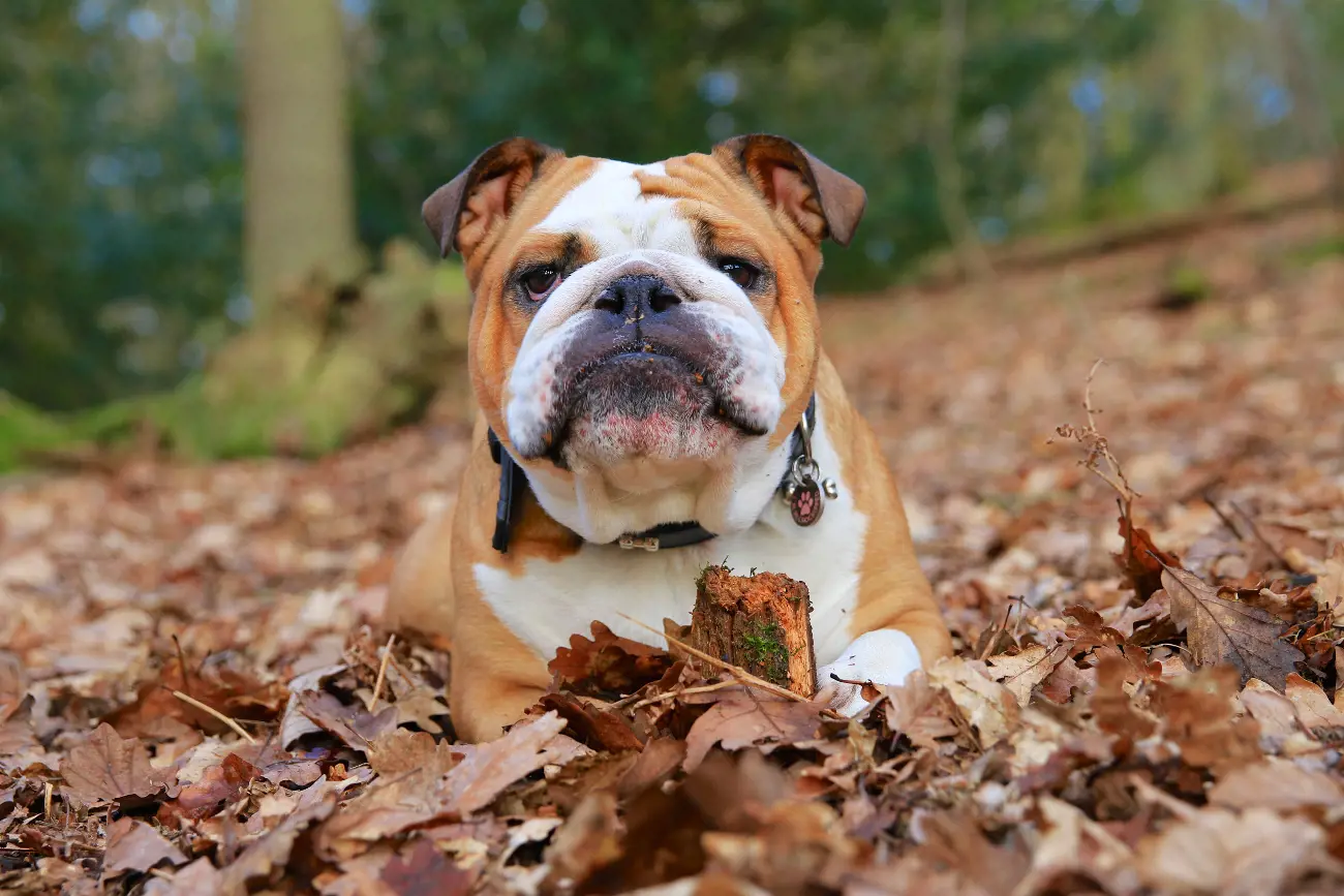 English Bulldogs have distinctive thick skin folds and wrinkles, especially around their face, neck, and tail pocket, which require regular cleaning to prevent skin infections.