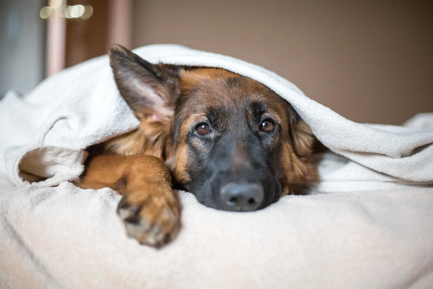 dog laying in a blanket