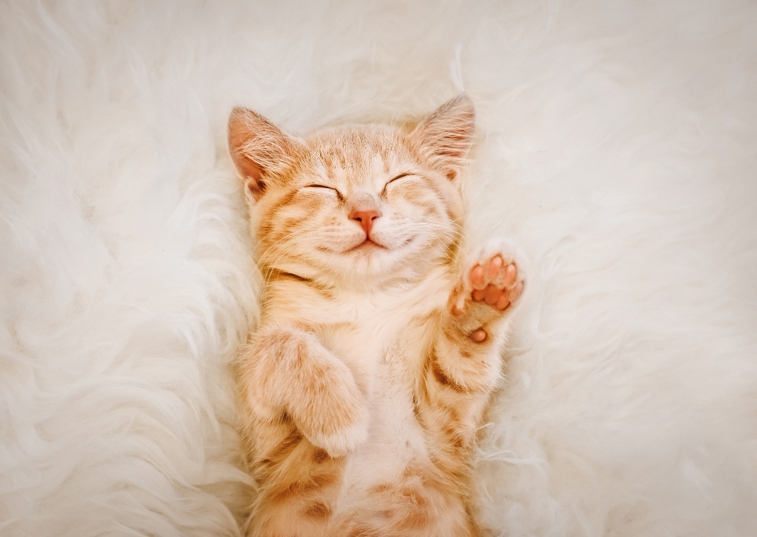 sleeping ginger kitten
