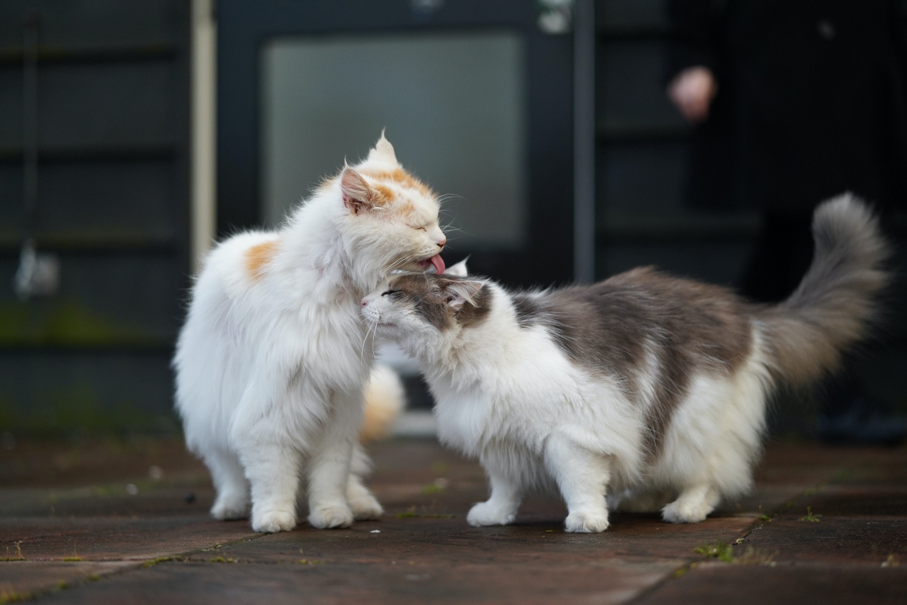 cat licking the top of another cat's head
