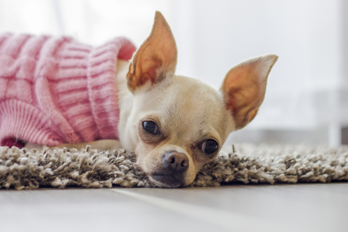 A sad looking dog wearing a pink knitted jumper laying on a rug on the floor